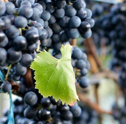 What Italian Wine Grapes Are Doing In Washington