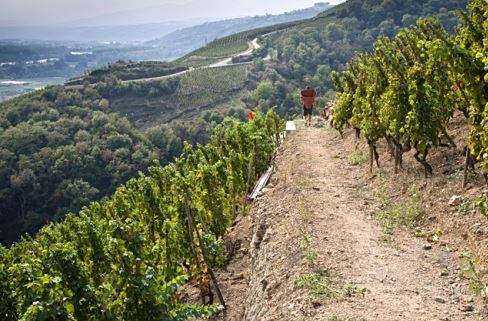 The Terroir Does the Talking in E. Guigal's Stellar Rhône Valley Wines