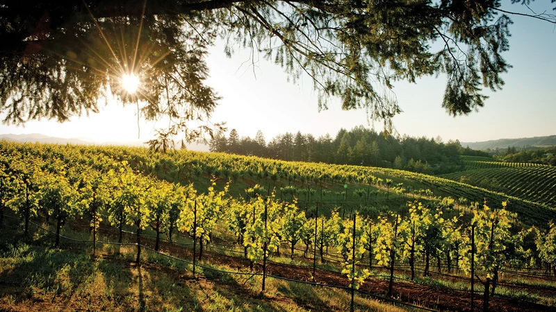 11 Smokin' Good California Reds for a Barbecue
