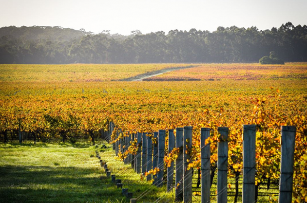 Vasse Felix buys Watershed Vineyard