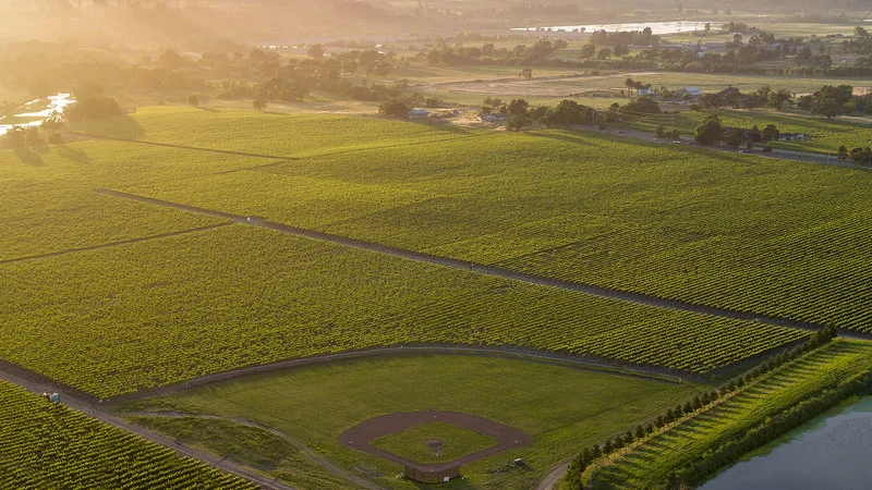 11 Succulent Sauvignon Blancs from California