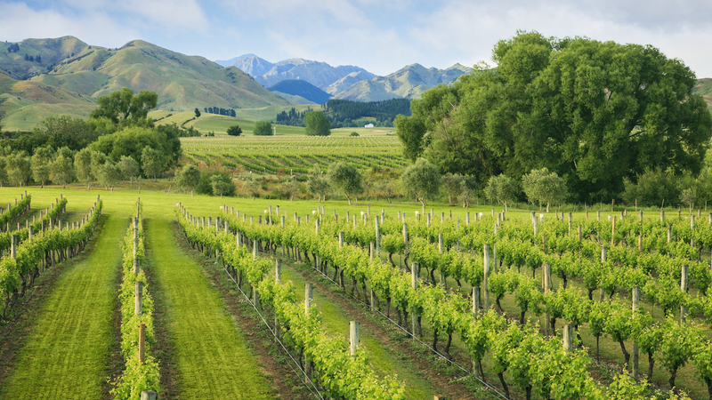 Marlborough Wineries Aim to Protect Reputation