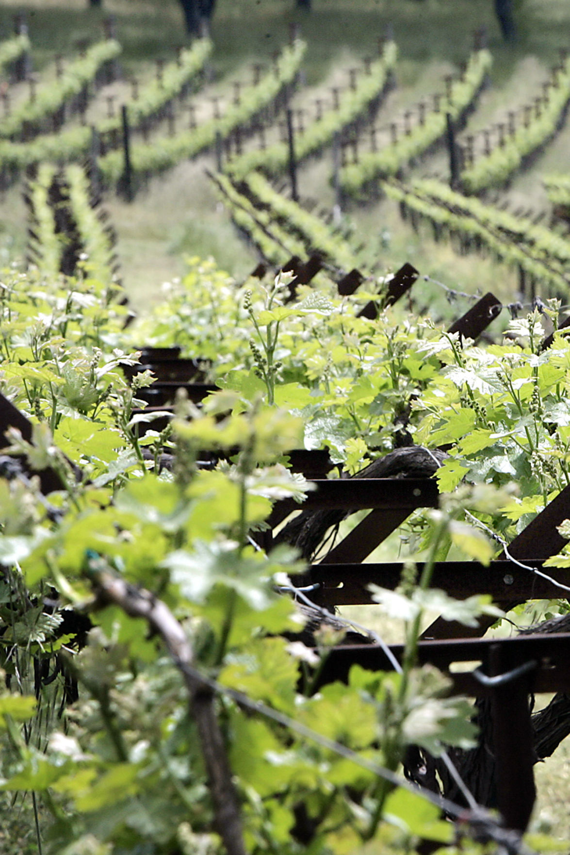 ZD Wines wins Napa County approval to make more wine
