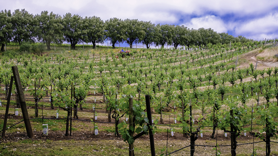 Dunn Cabernet Sauvignon Howell Mountain Vertical: 1979 – 2014