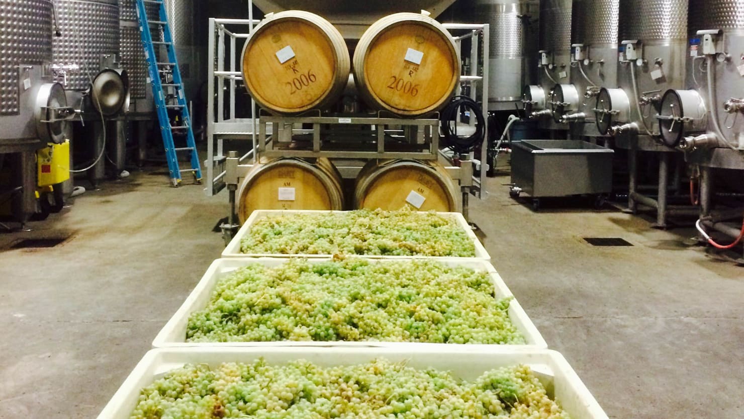Move Over Chardonnay: Is Picardan the Next Great White Wine?