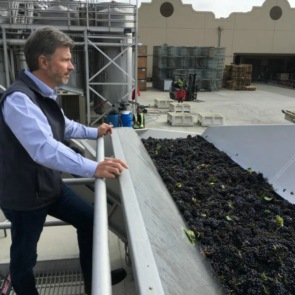 2018 Harvest Begins at Gloria Ferrer Caves & Vineyards