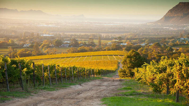 Reyneke and MAN Vintners-7 Staples of South African Wine
