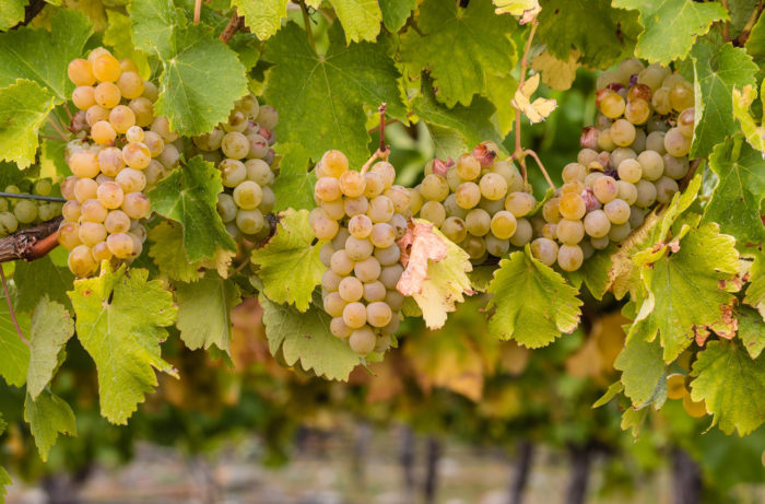 Why Chablis is the Purest Chardonnay - Thanks in part to La Chablisienne