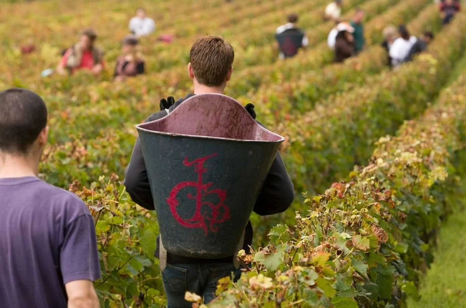 How Pessac-Léognan 2016 wines taste in the bottle