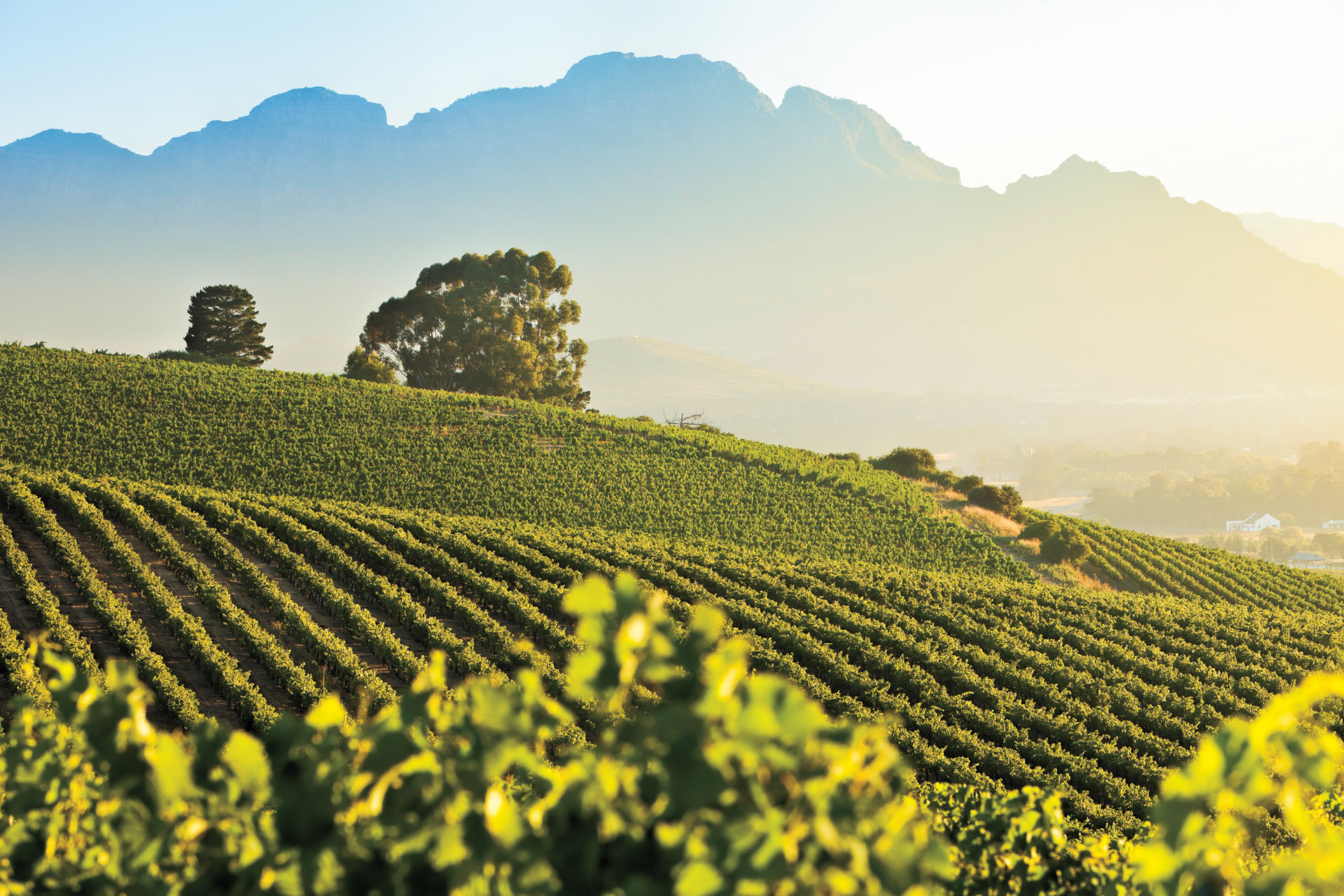 Where to Find the Best South African Wine