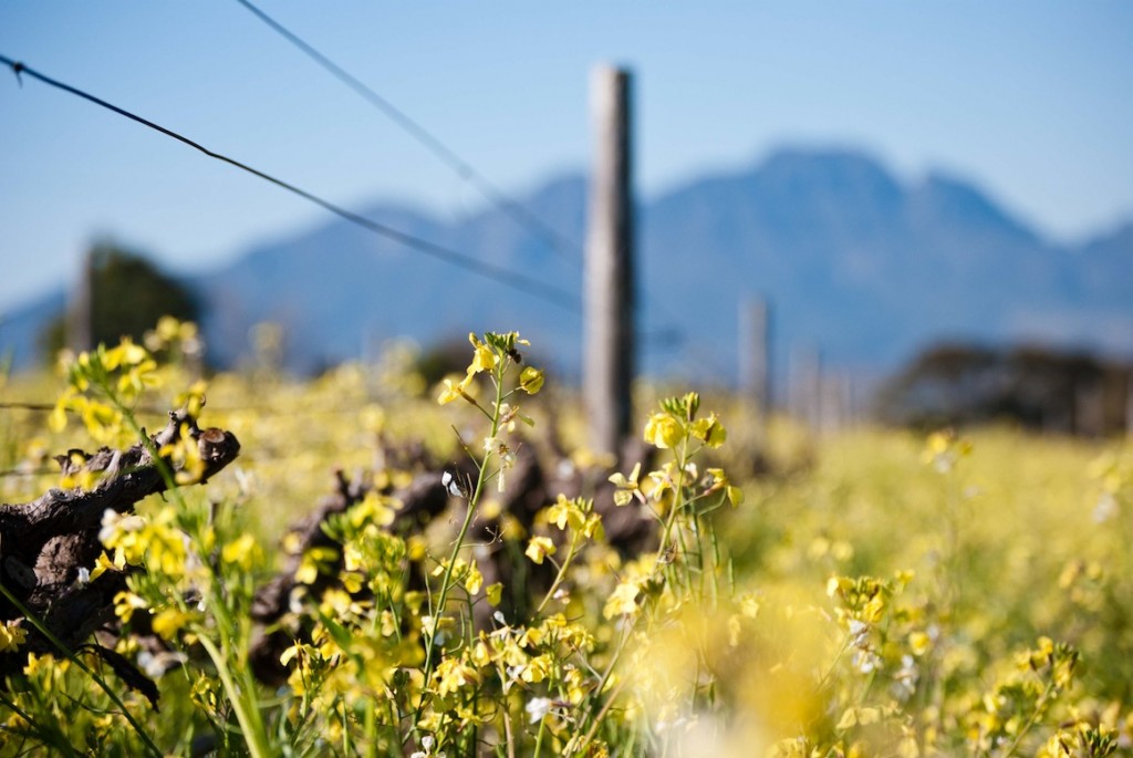 There’s Incredible Value in Quality South African Wine — It’s Just Up to the Rest of the World to Notice