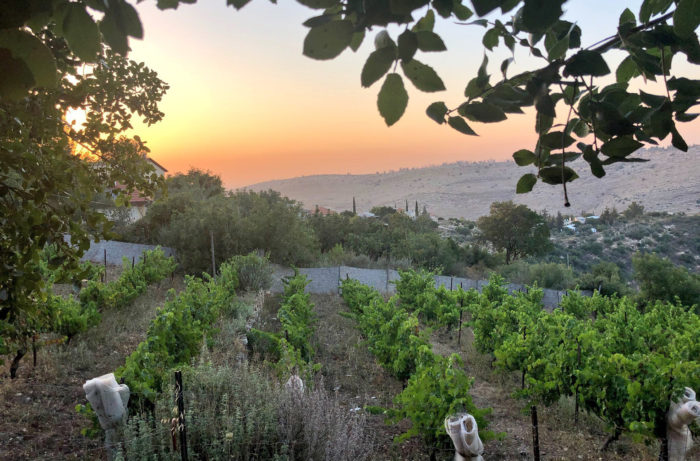 Top Israeli Wine Misconceptions Debunked