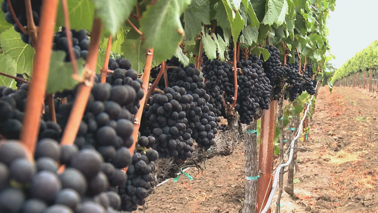 California's newest grape-growing region is now on wine labels