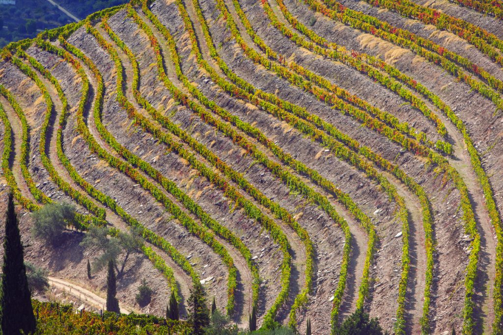 Port 2017 declared in rare ‘back to back’ vintage 