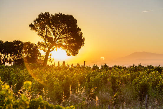 Guigal Heads to Châteauneuf-du-Pape with Château de Nalys
