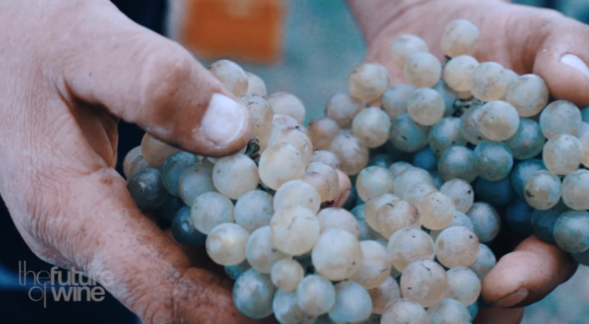 The Future of Wine - Biodynamics