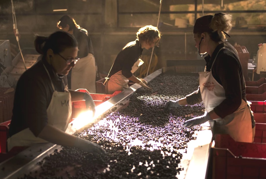 Ornellaia : How Wines From a Little-Known Region Became Some of the Most Expensive in the World