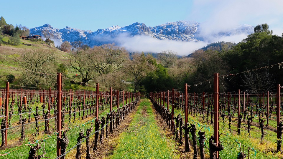 A Retrospective on Chateau Montelena Estate Cabernet Sauvignon