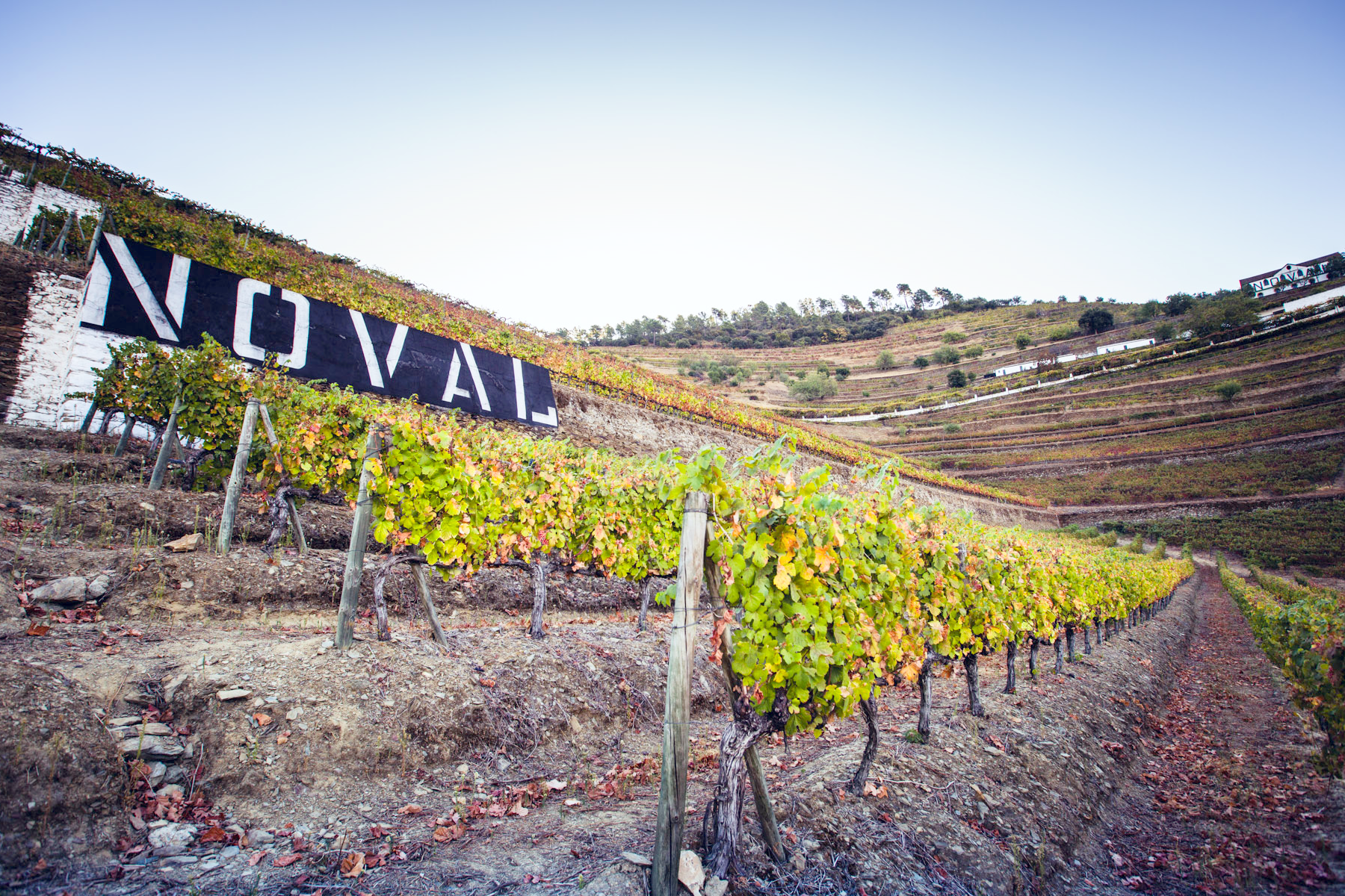 Port Houses Declare Another Vintage Year