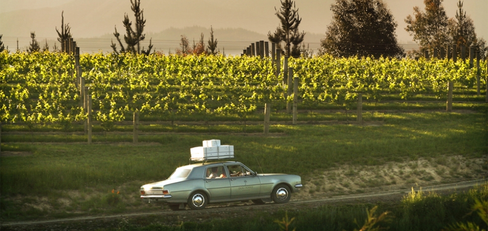 Chardonnay Storm on the Horizon