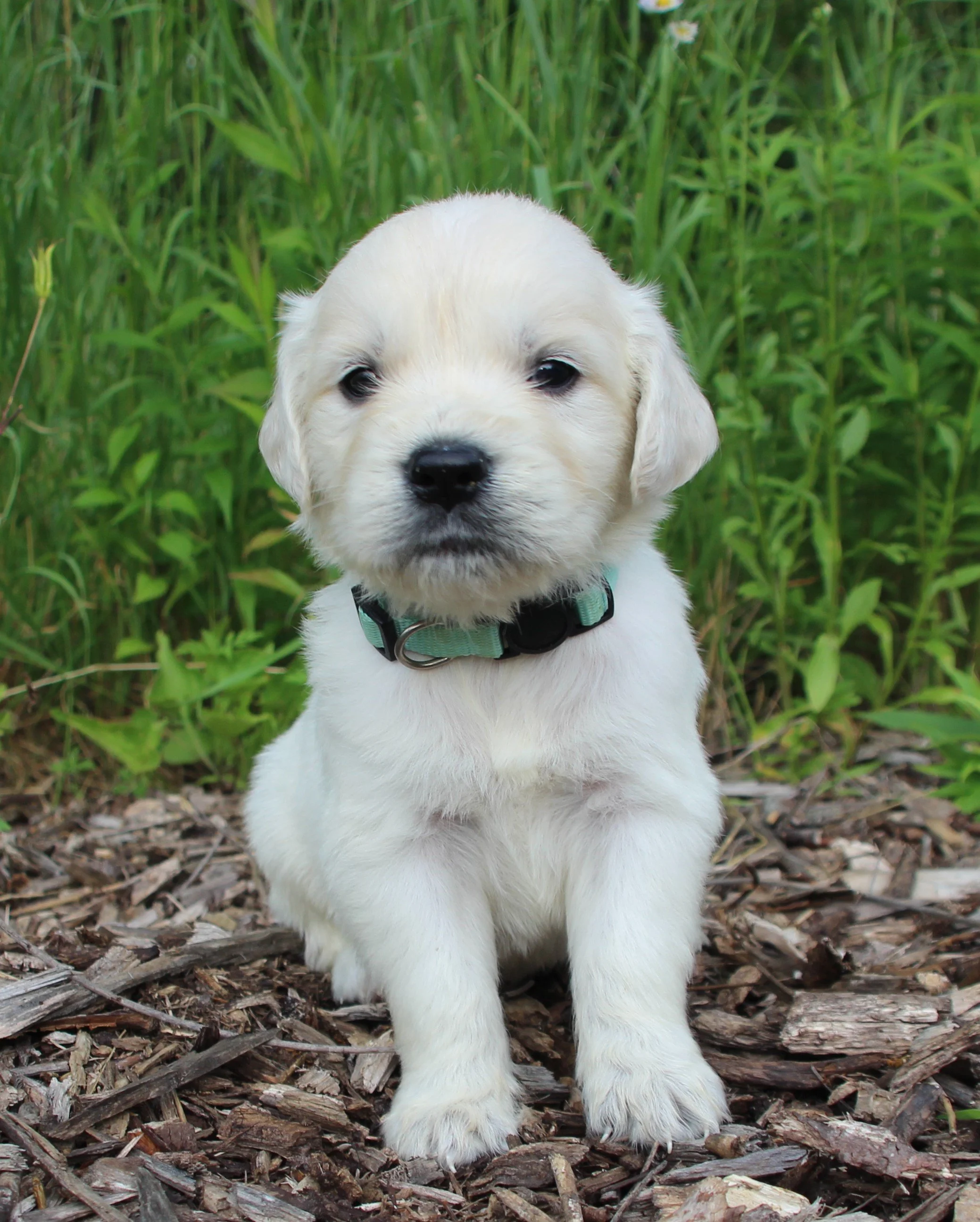 Lt. Blue Boy