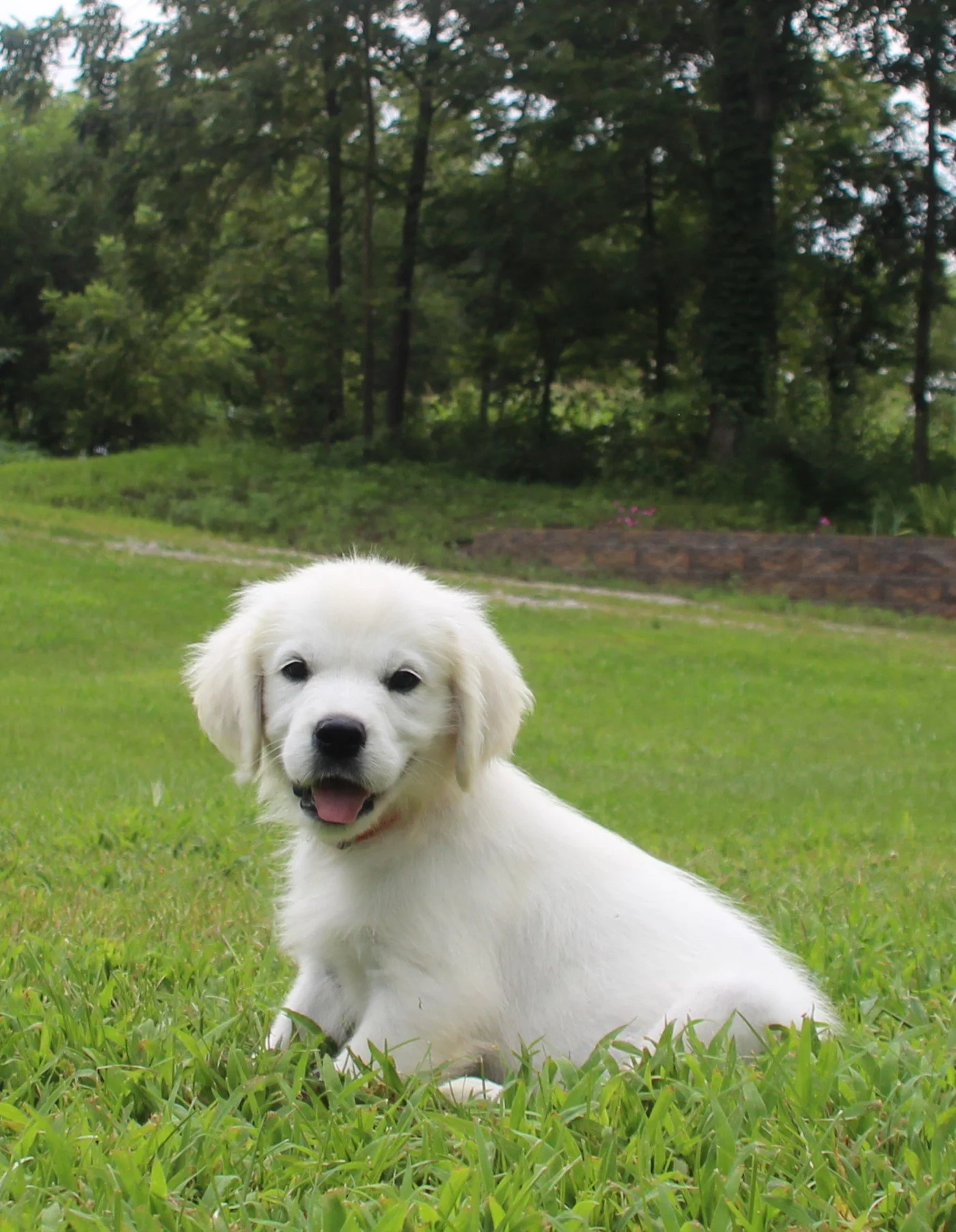 Blizzard - spunky, loves people 