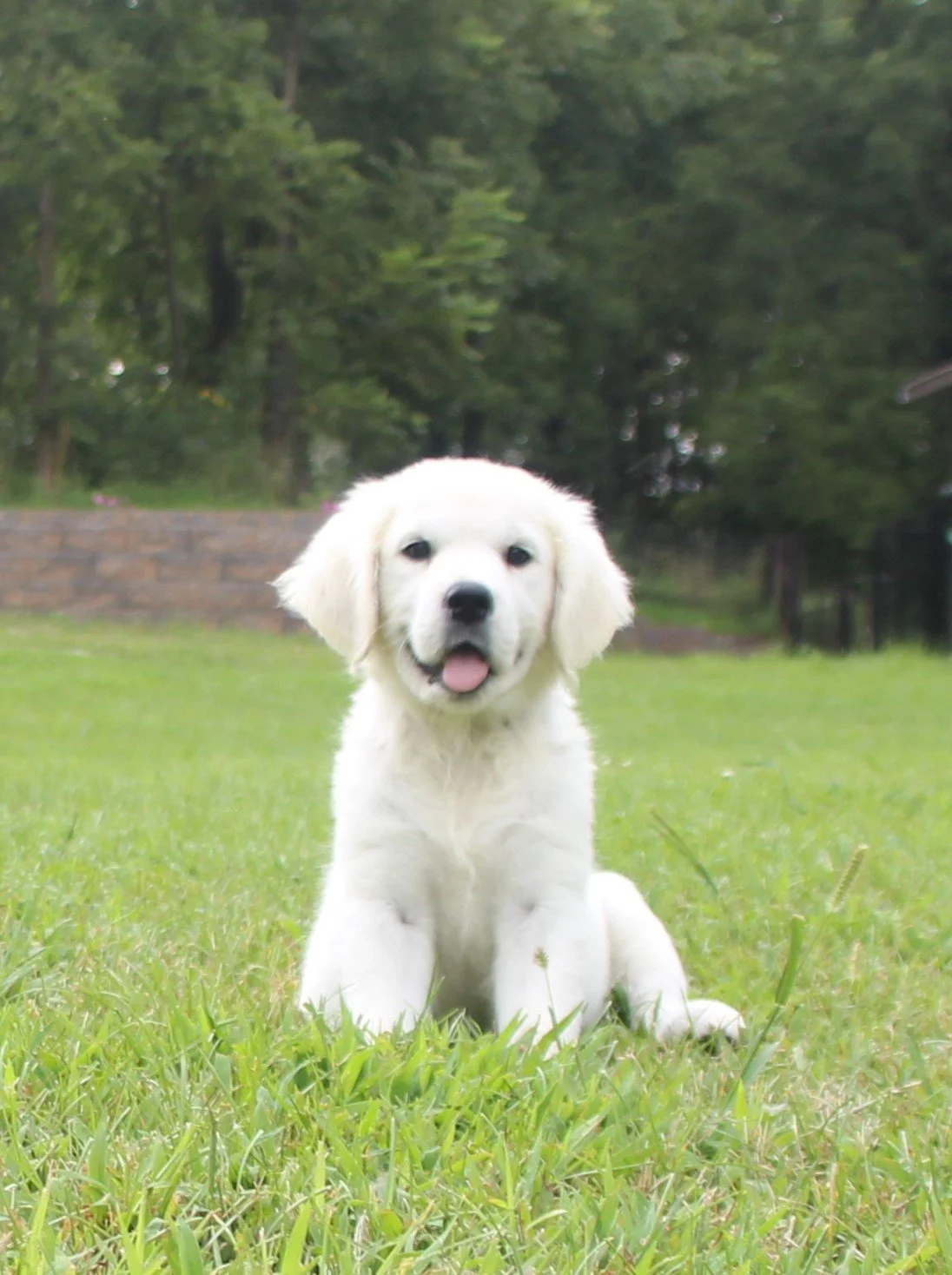 Trixie - calm, loves belly rubs