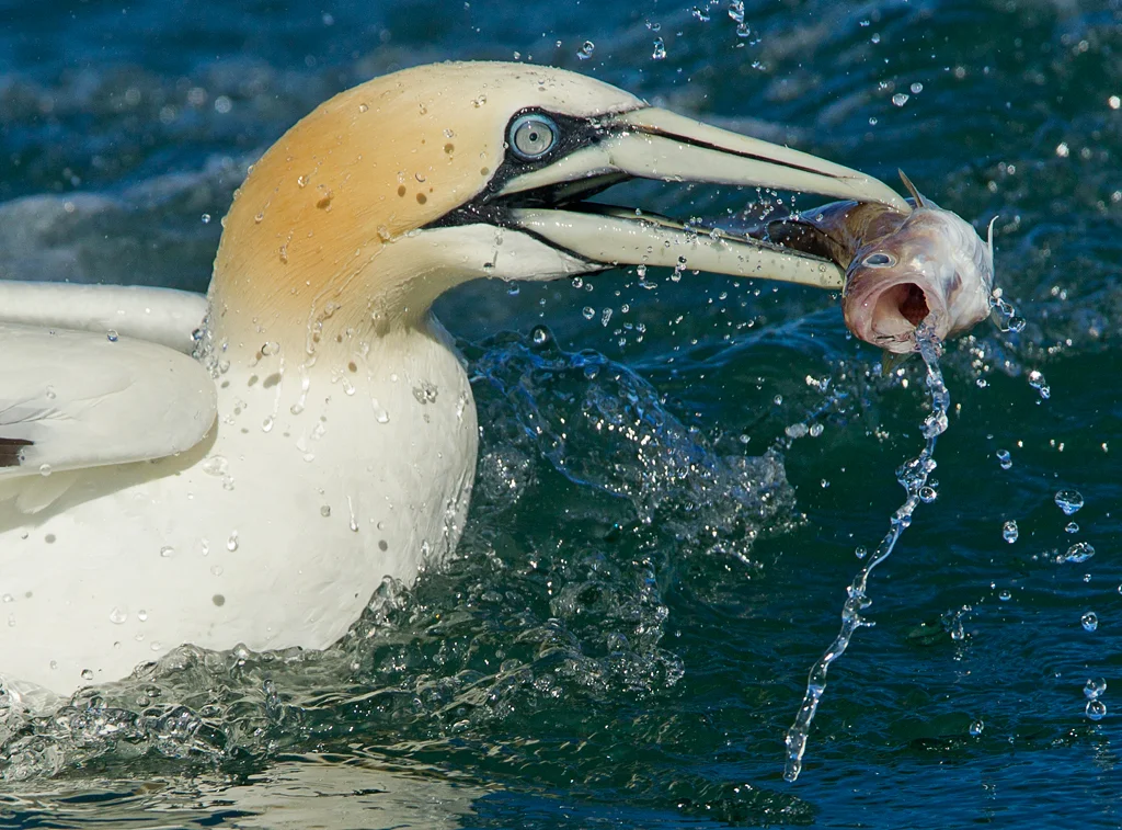 gannet copy.jpg