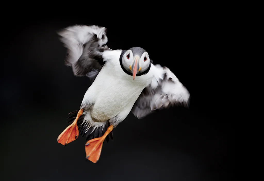 puffin1 copy 2.jpg
