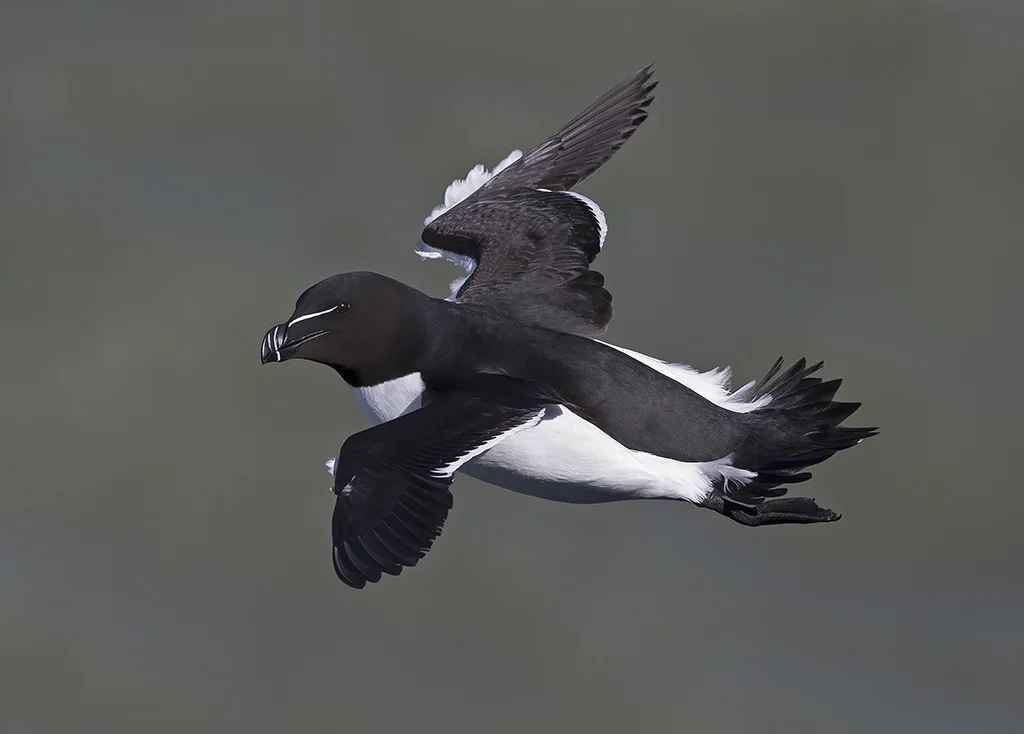 Razorbill (Alca torda)