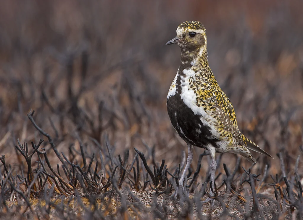 Golden Plover (Pluvialis apricaria)