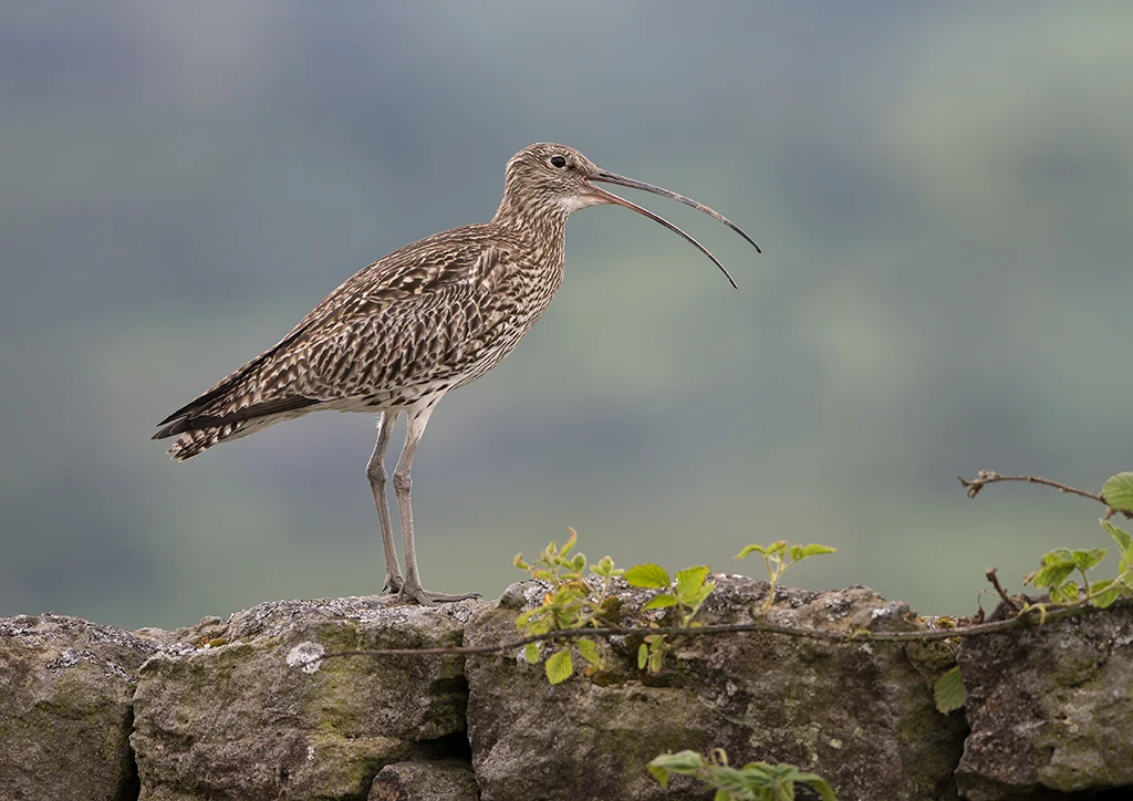 Curlew (Numenius arquata)
