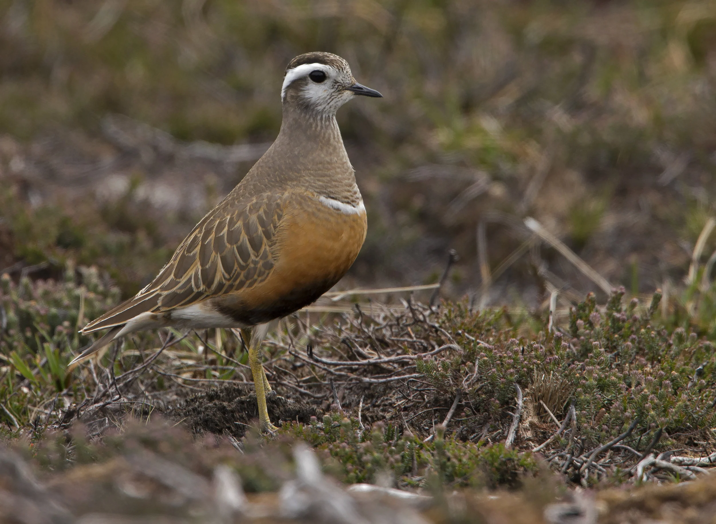 Dotterel (Charadrius morinellus)