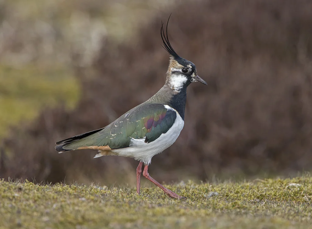 Lapwing (Vanellus vanellus)