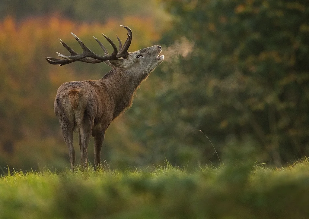 Red Deer (Cervus elaphus)
