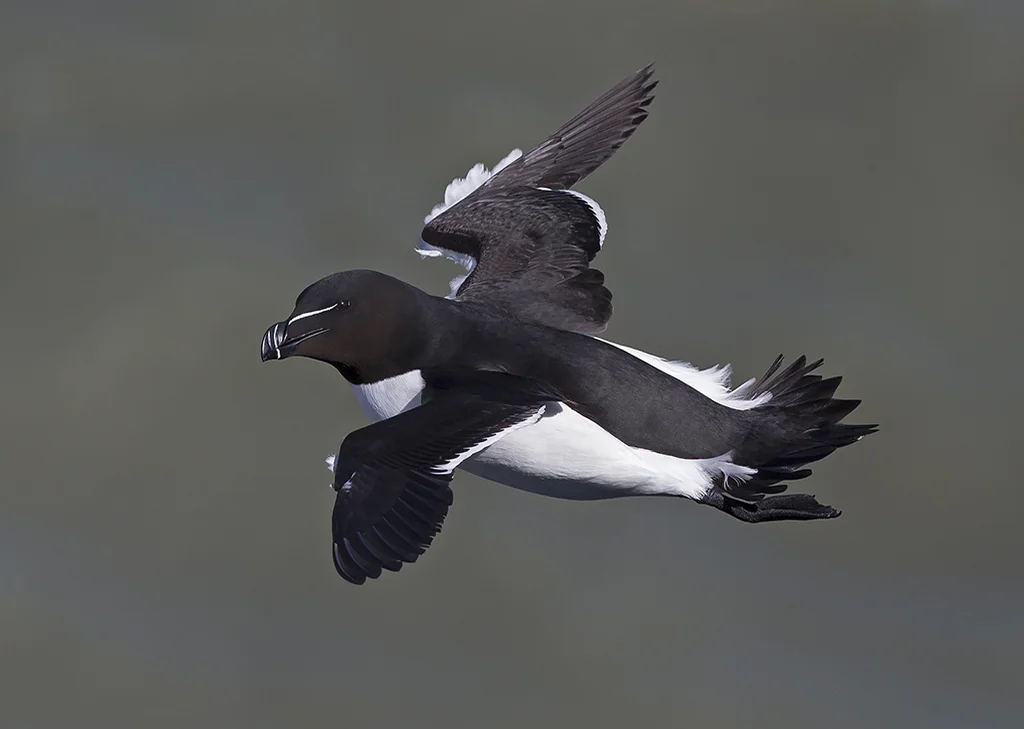 razorbill1.jpg