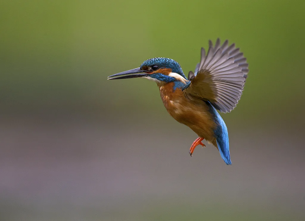 kingfisher2 3.jpg