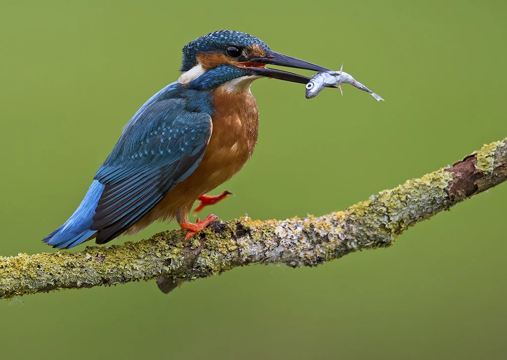 kingfisher3 2.jpg