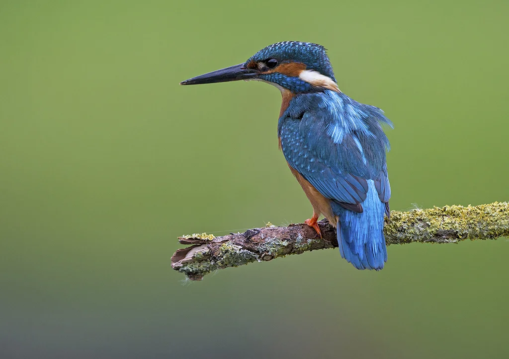 kingfisher4 2.jpg