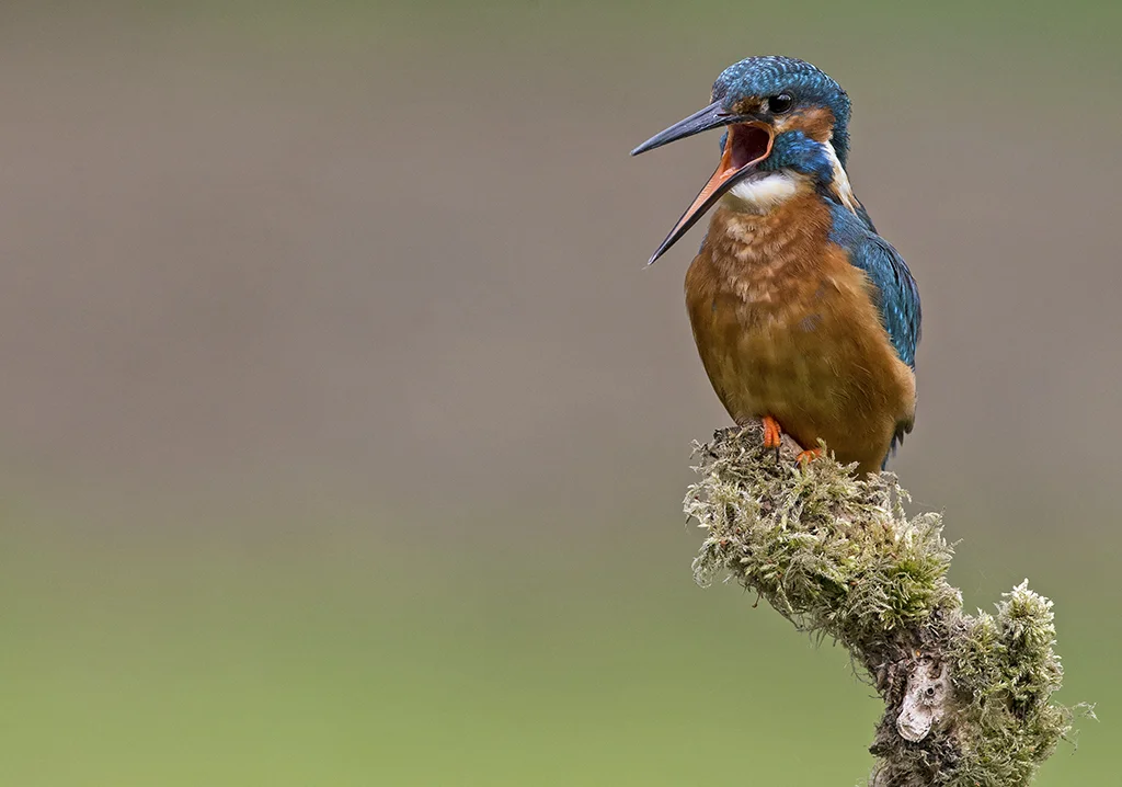 kingfisher6.jpg