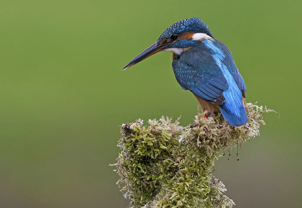 kingfisher6 2.jpg