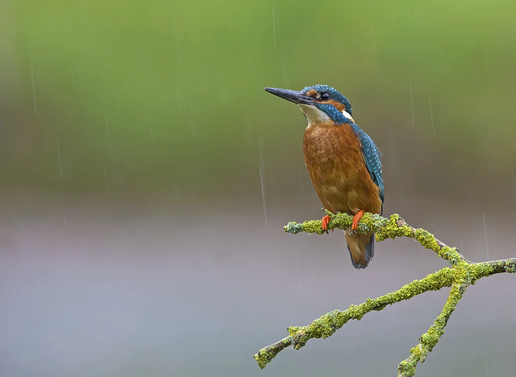 kingfisher8 3.jpg