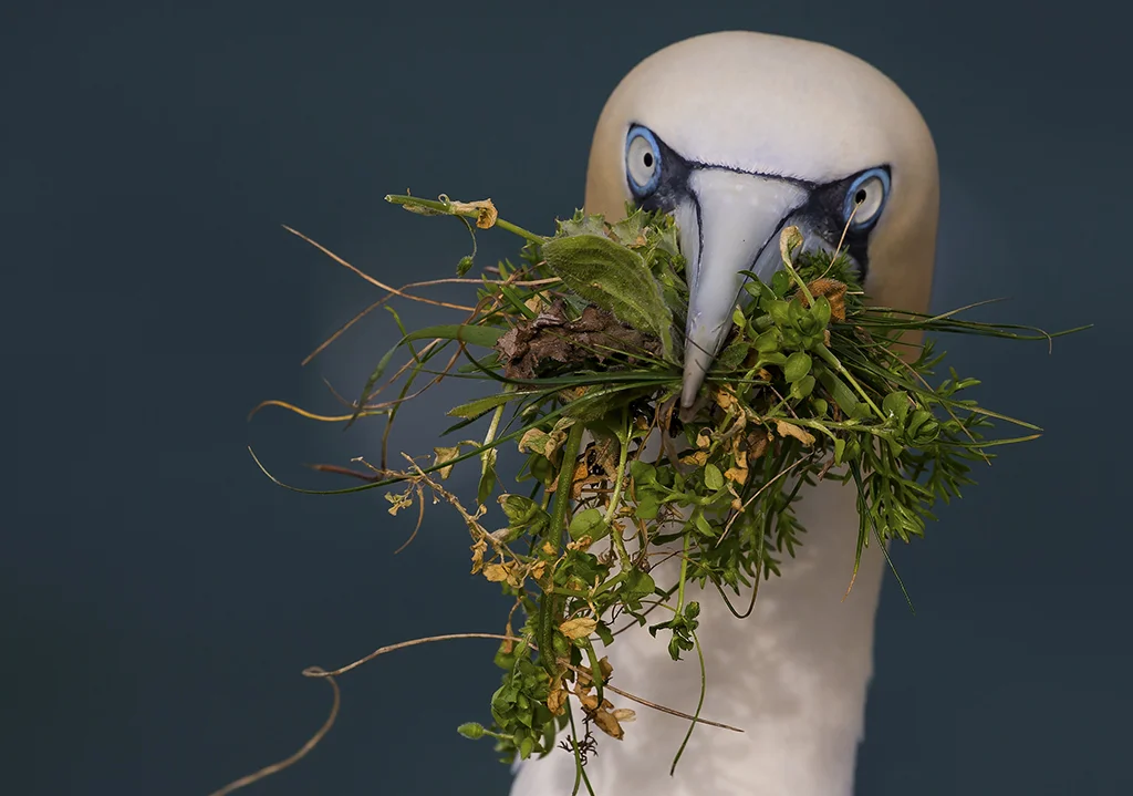 gannet1 2.jpg