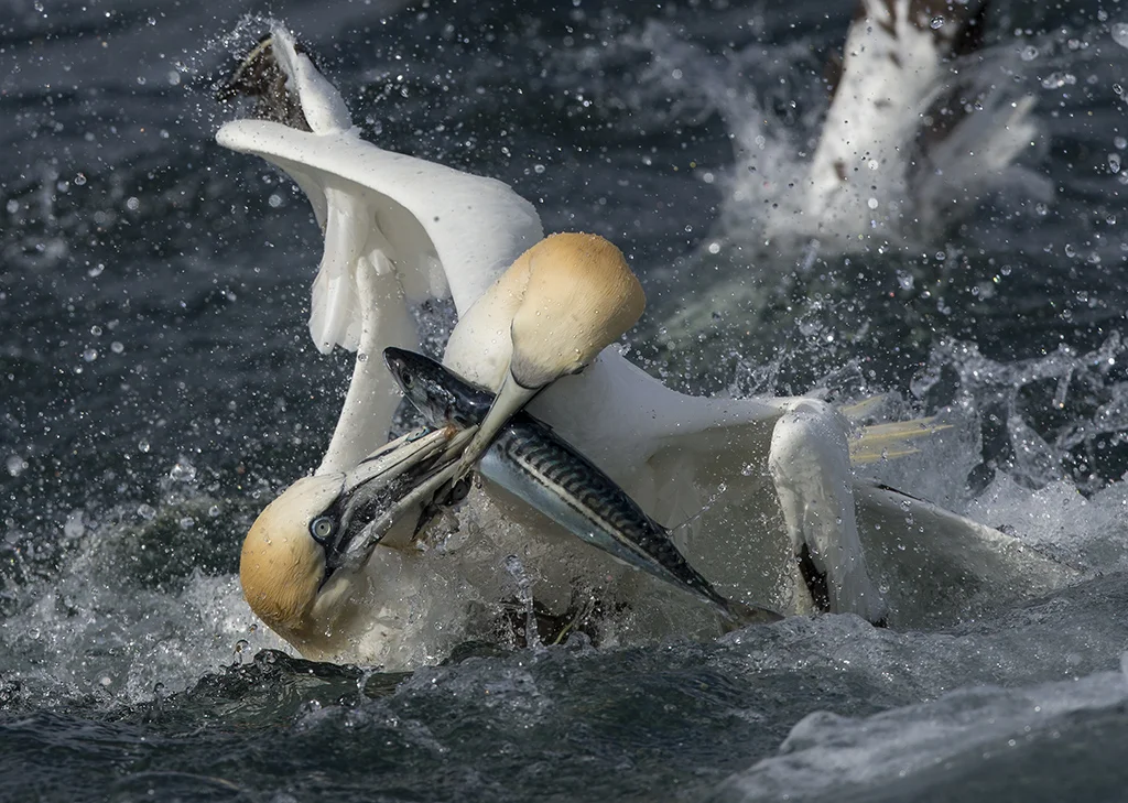 gannets4b copy.jpg