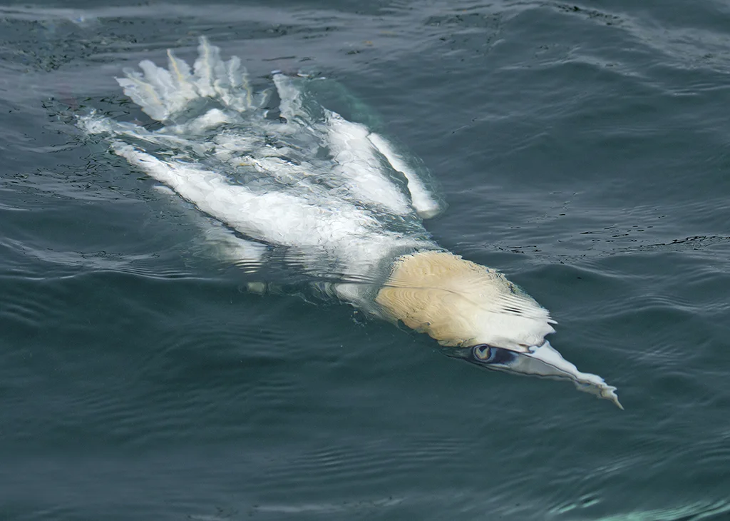 gannet1.jpg