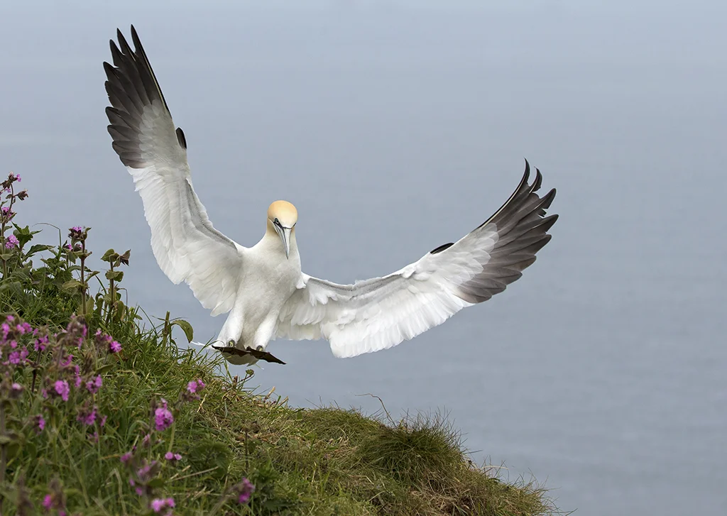 gannet5.jpg