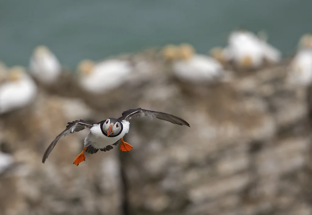 puffin3.jpg