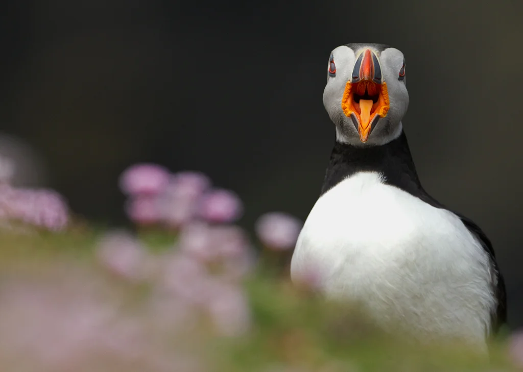 puffin17.jpg