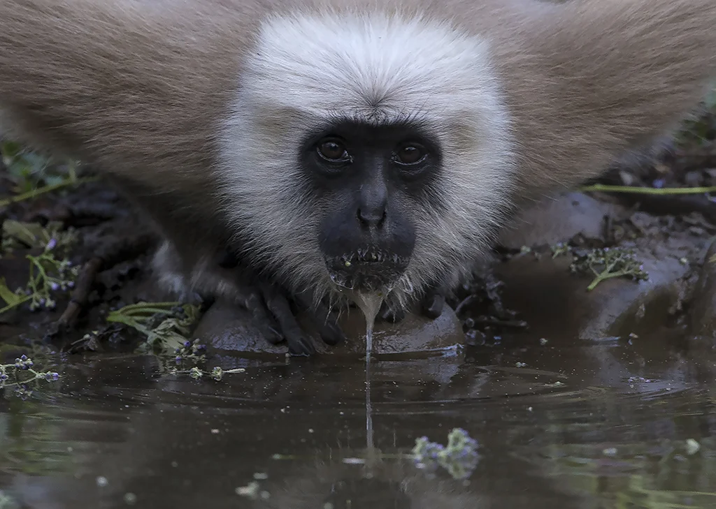 langur1.jpg