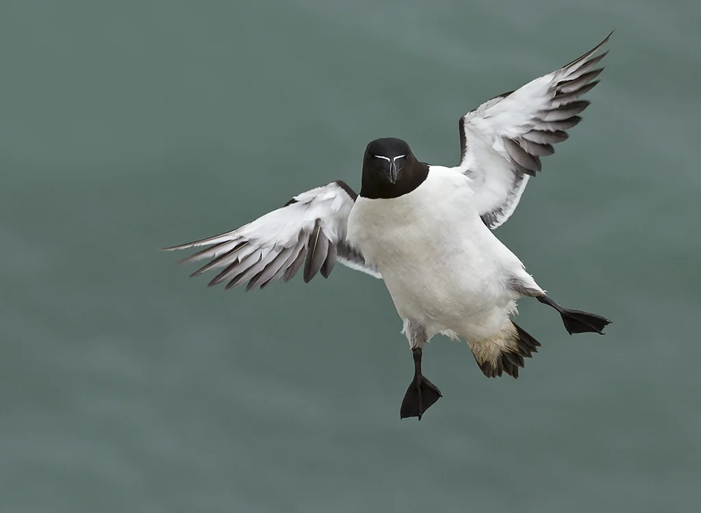Razorbill (Alca torda)